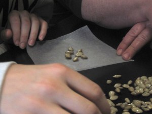 Seeding clams