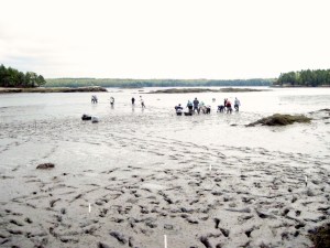 Saving the clam flats on Montsweag Bay