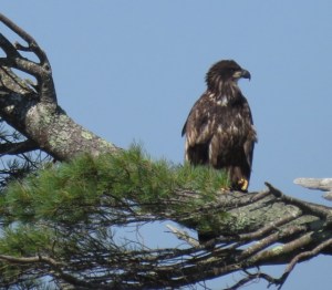 Juvenile Bald Eage